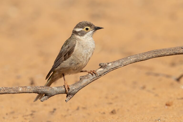 Brown-Headed Honeyeater