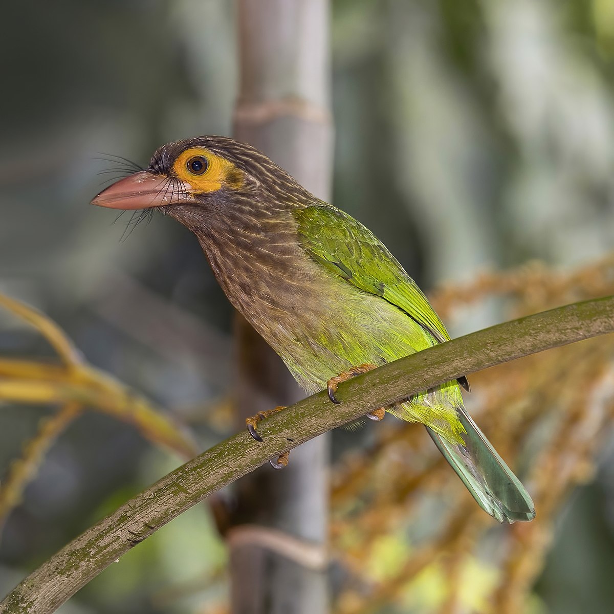 Brown-Headed Barbet