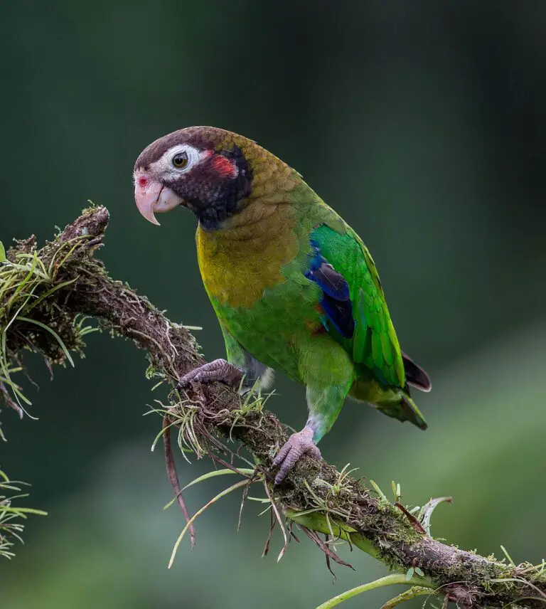 Brown-Hooded Parrot