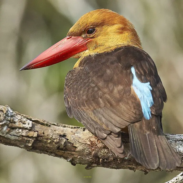 Brown-Winged Kingfisher