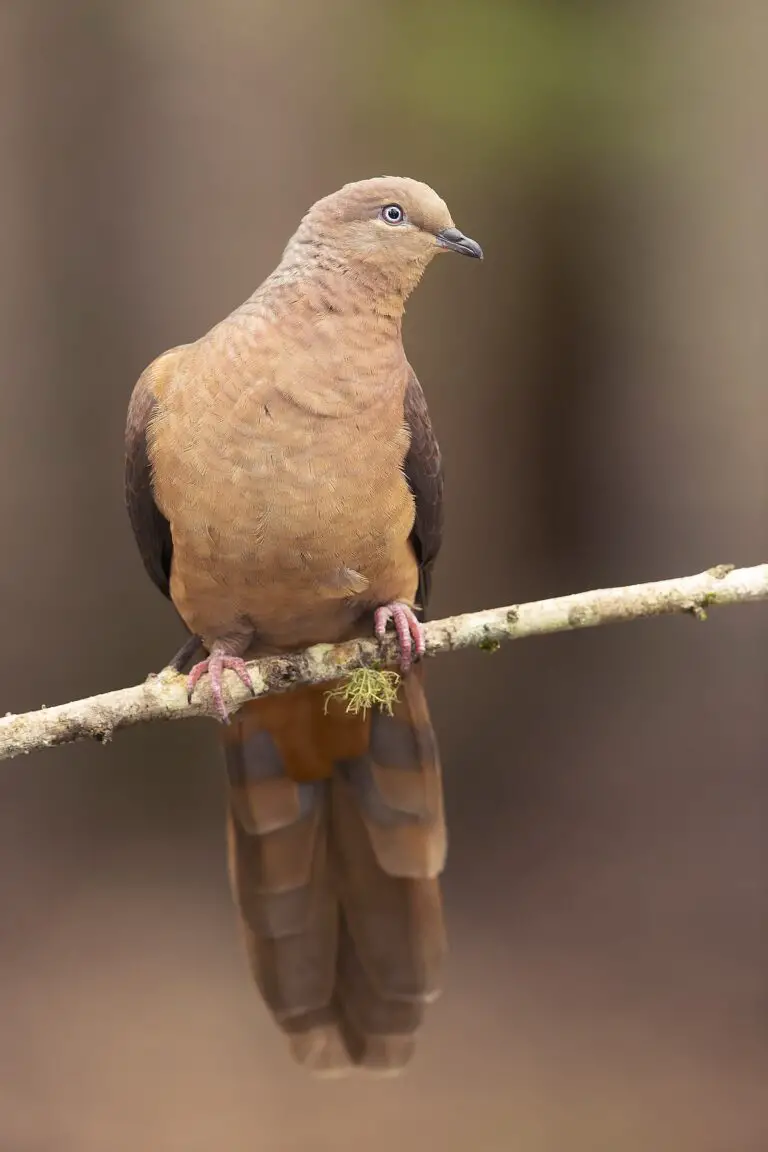 Brown Cuckoo-Dove