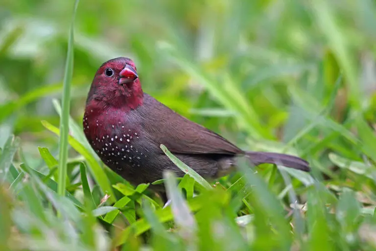 Brown Firefinch