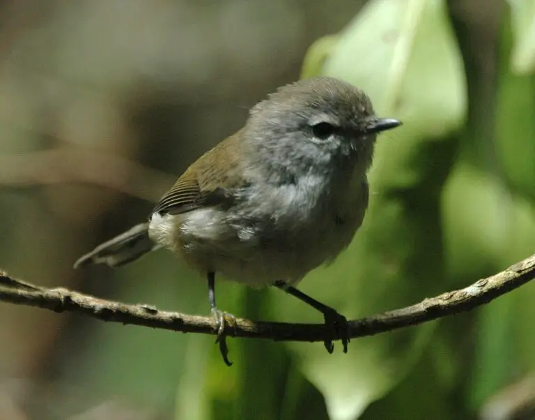 Brown Gerygone