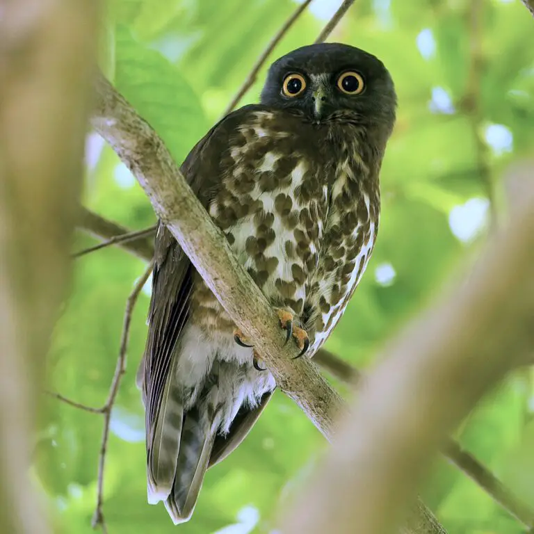 Brown Hawk-Owl