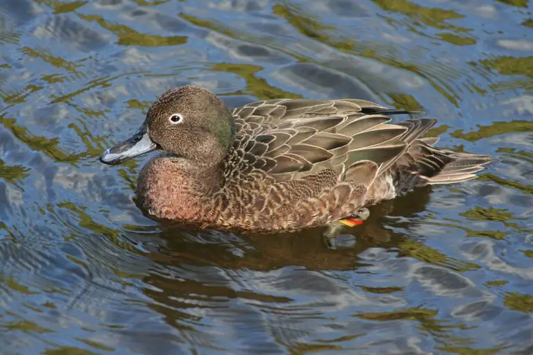 Brown Teal