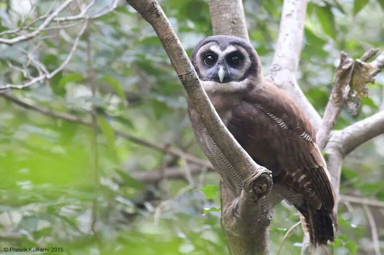 Brown Wood Owl