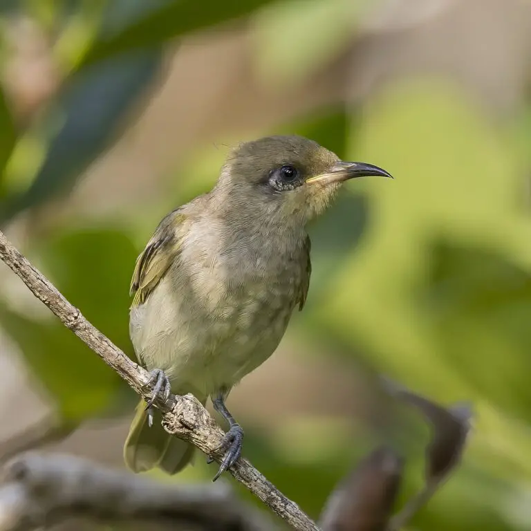 Brown Honeyeater