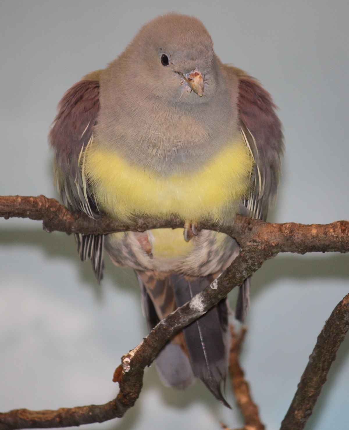 Bruce'S Green Pigeon