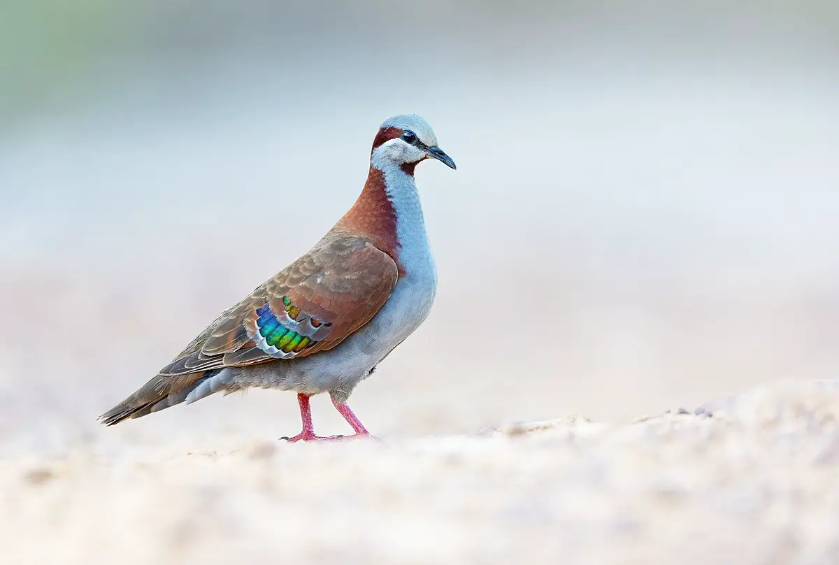 Brush Bronzewing