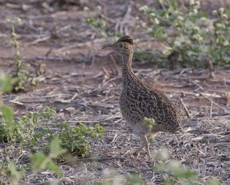 Brushland Tinamou