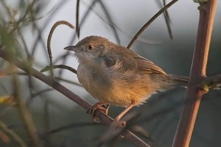 Bubbling Cisticola