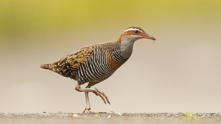 Buff-Banded Rail