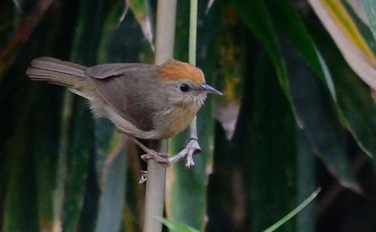 Buff-Chested Babbler