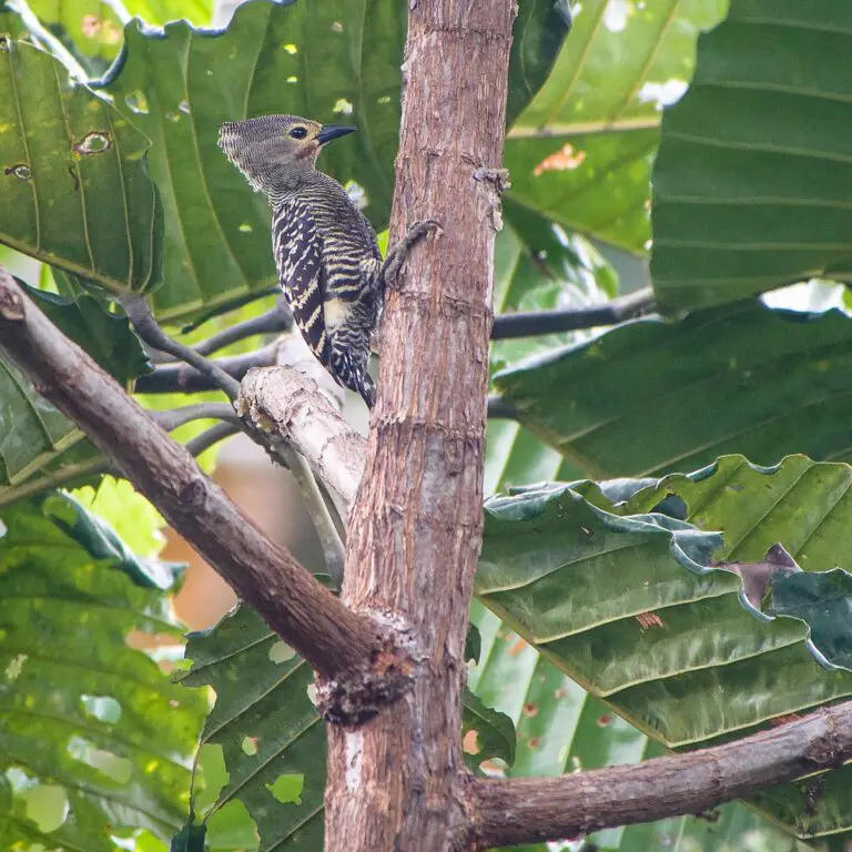 Buff-Rumped Woodpecker