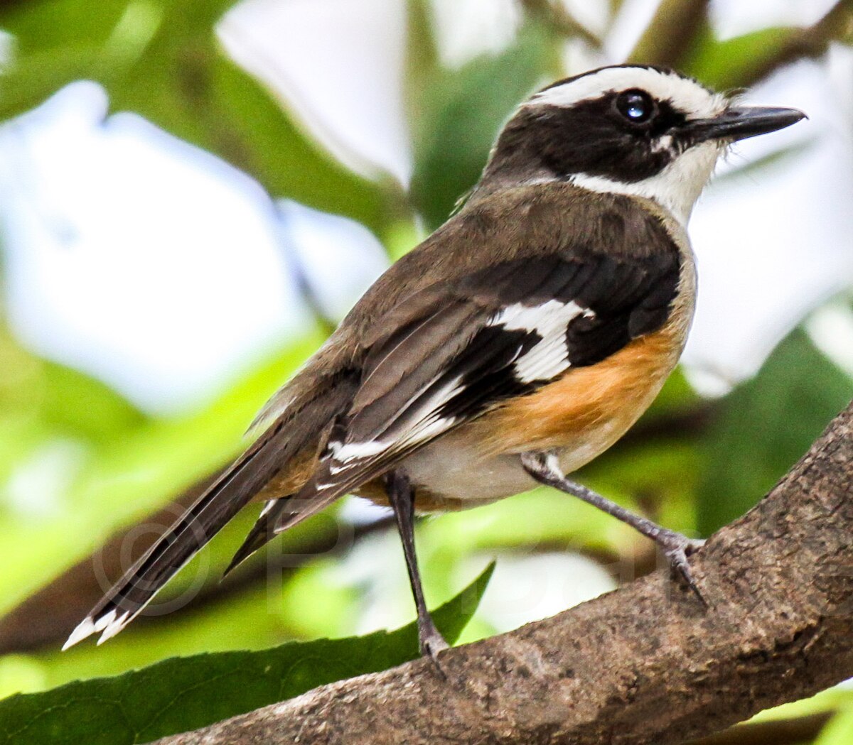 Buff-Sided Robin