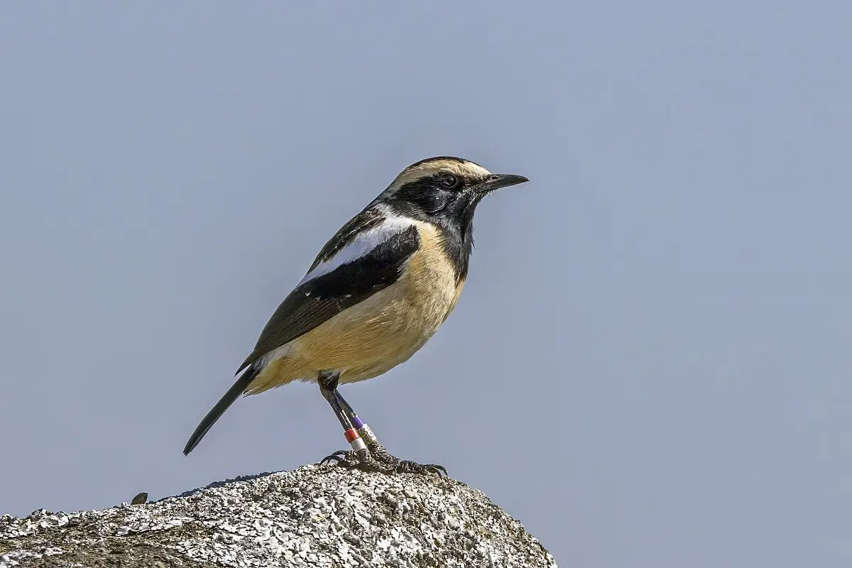 Buff-Streaked Chat