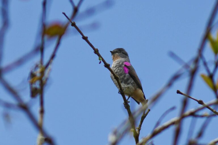 Buff-Throated Purpletuft