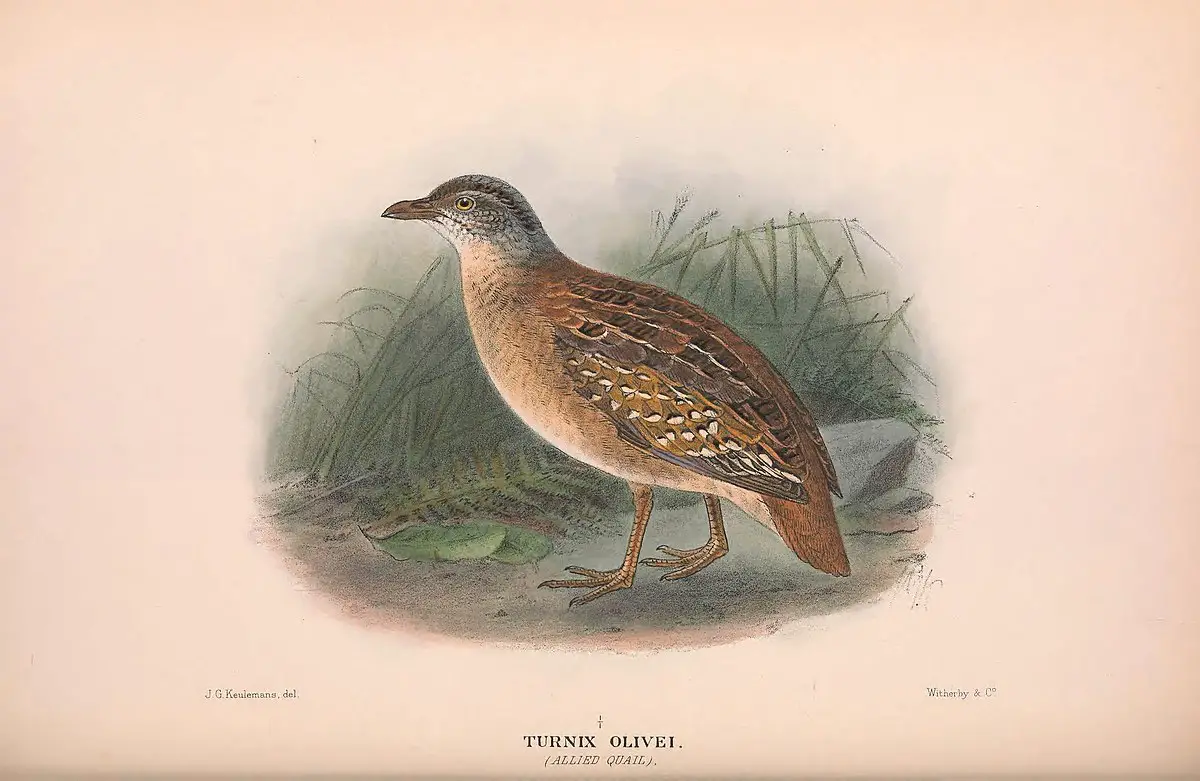 Buff-Breasted Buttonquail