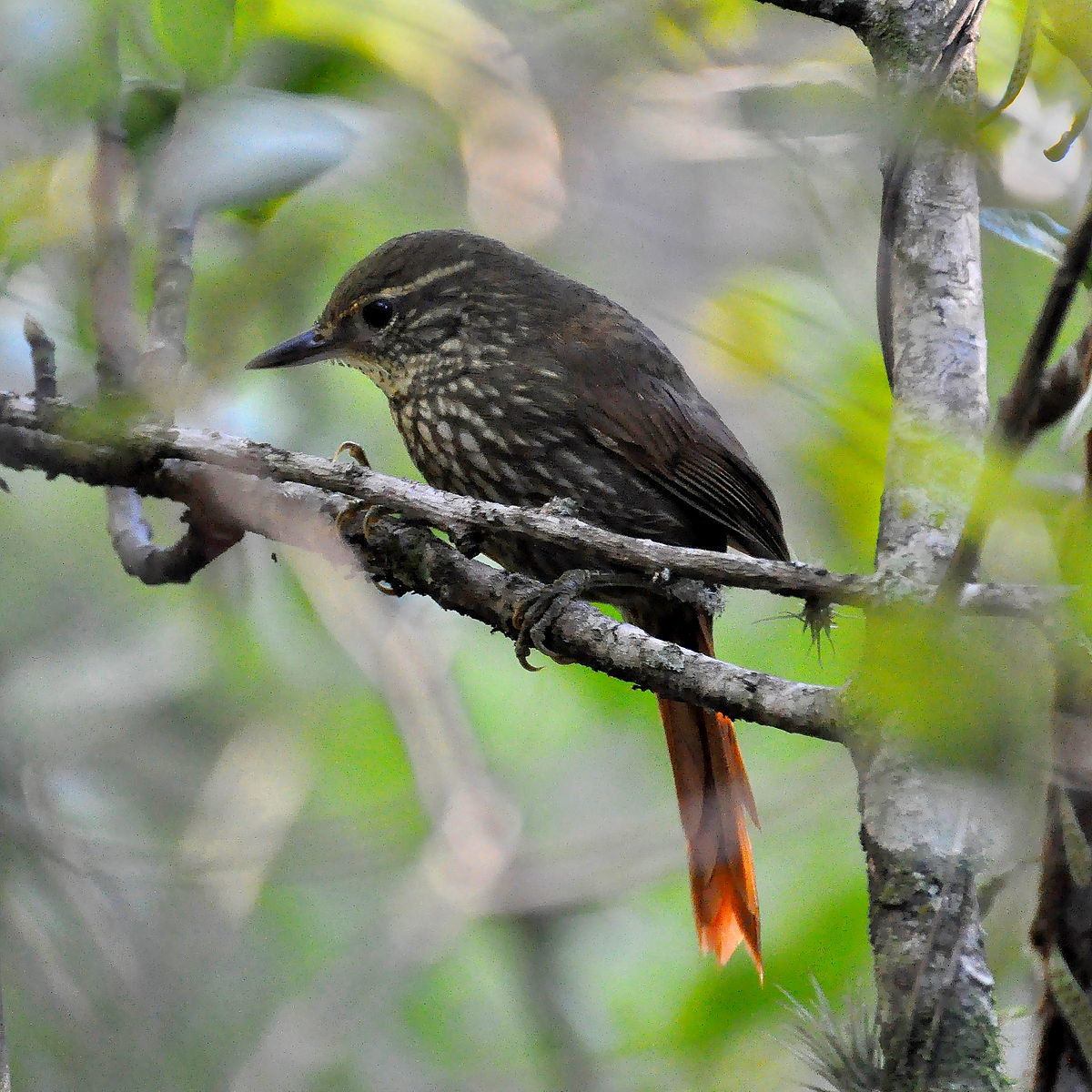 Buff-Browed Foliage-Gleaner