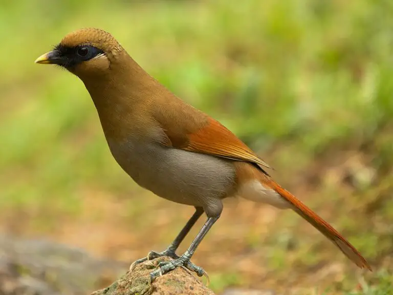 Buffy Laughingthrush