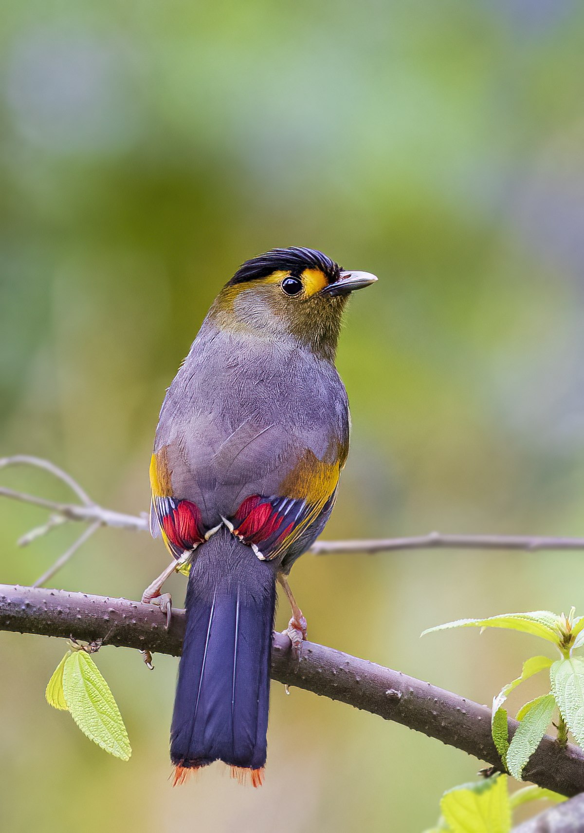 Bugun Liocichla