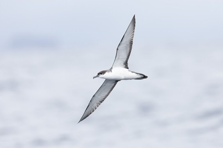 Buller'S Shearwater