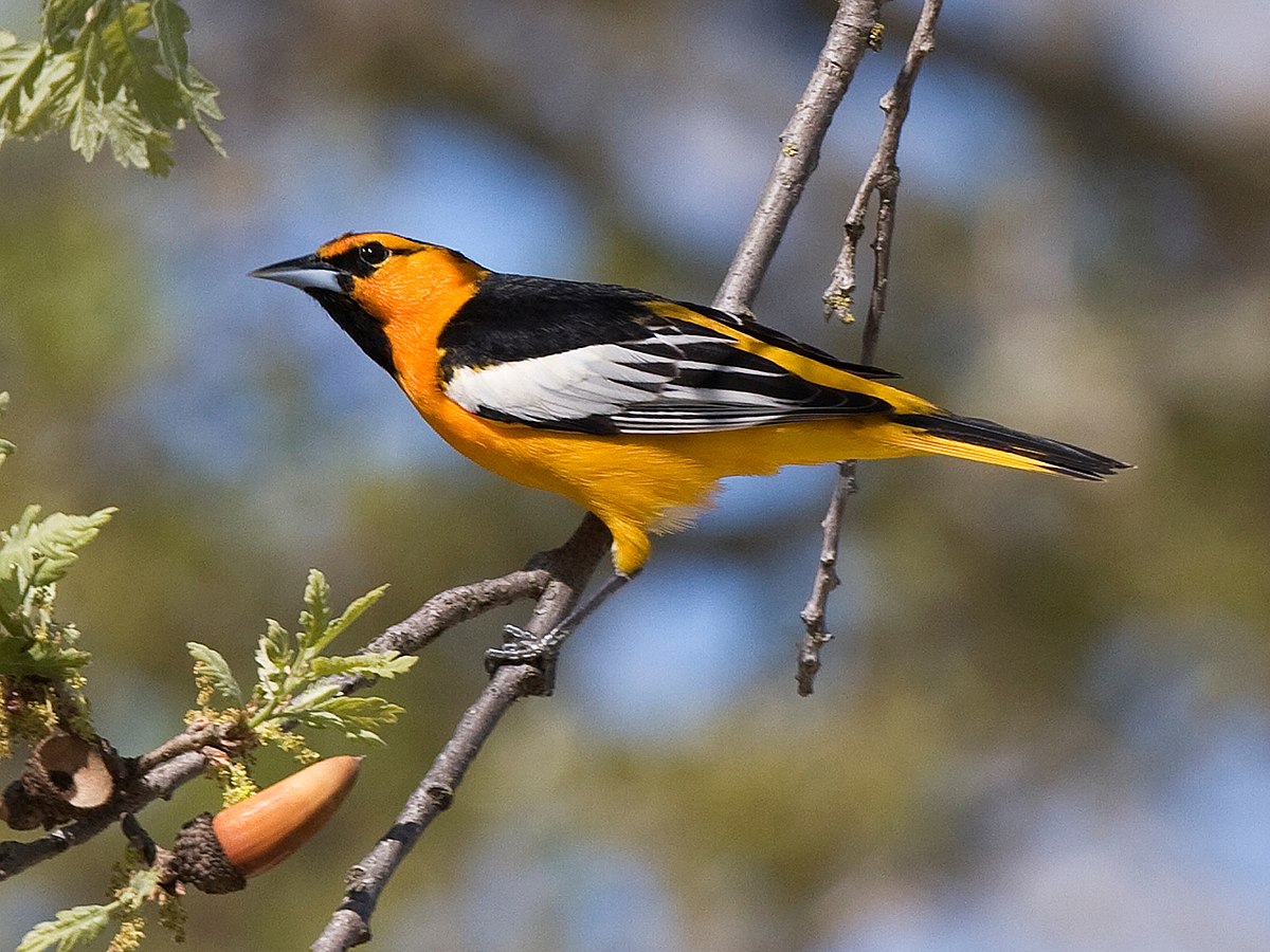 Bullock'S Oriole