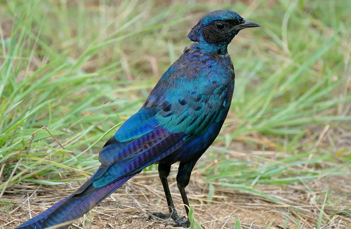 Burchell'S Starling