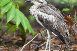 Bush stone-curlew