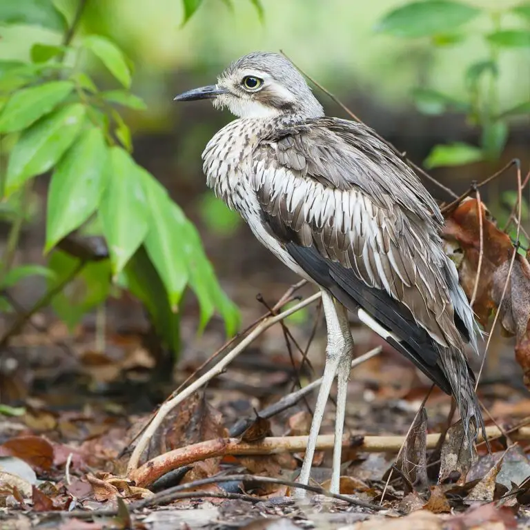 Bush Stone-Curlew