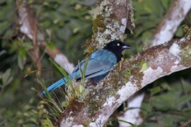 Bushy-crested jay