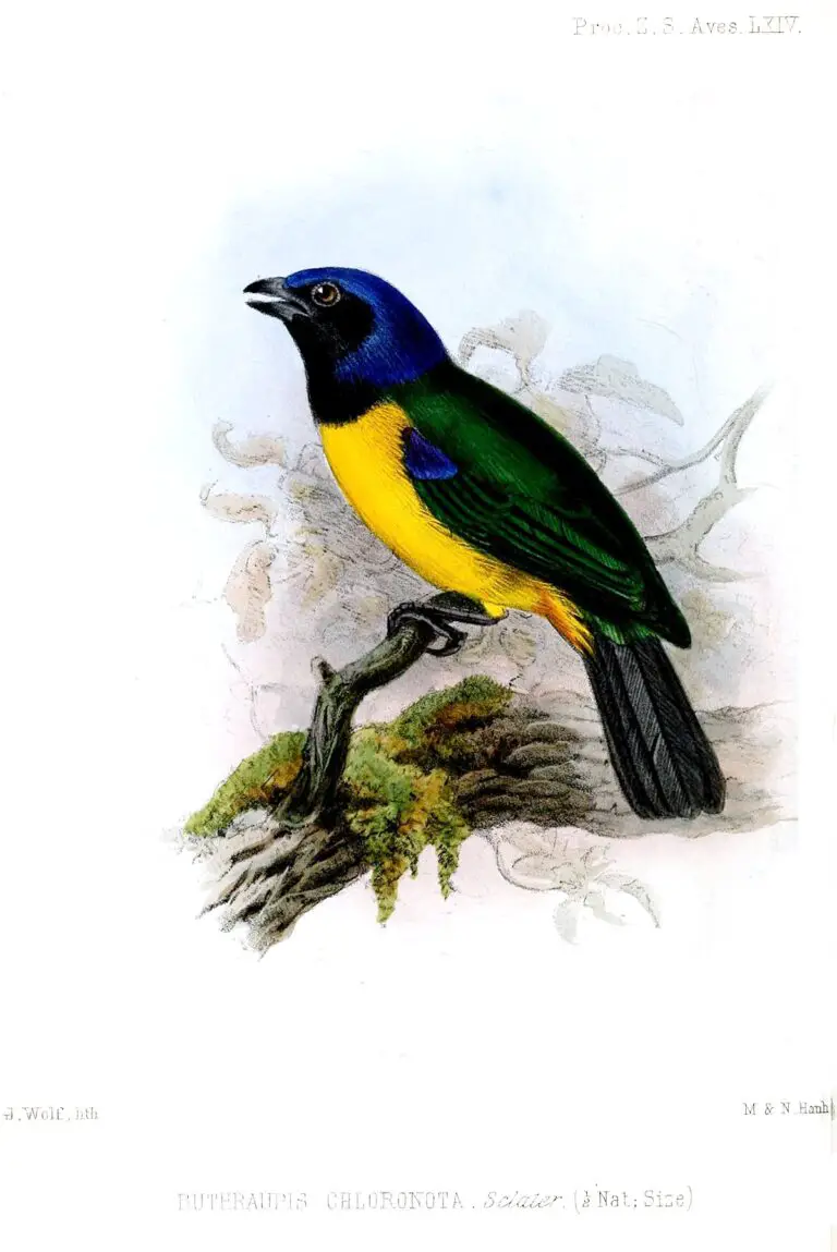 Black-Chested Mountain Tanager