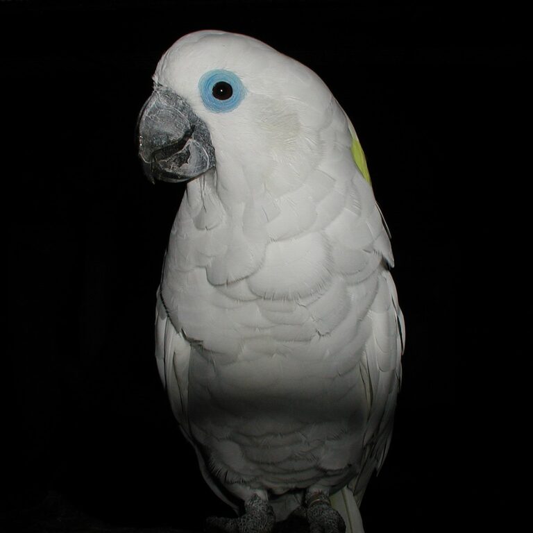 Blue-Eyed Cockatoo