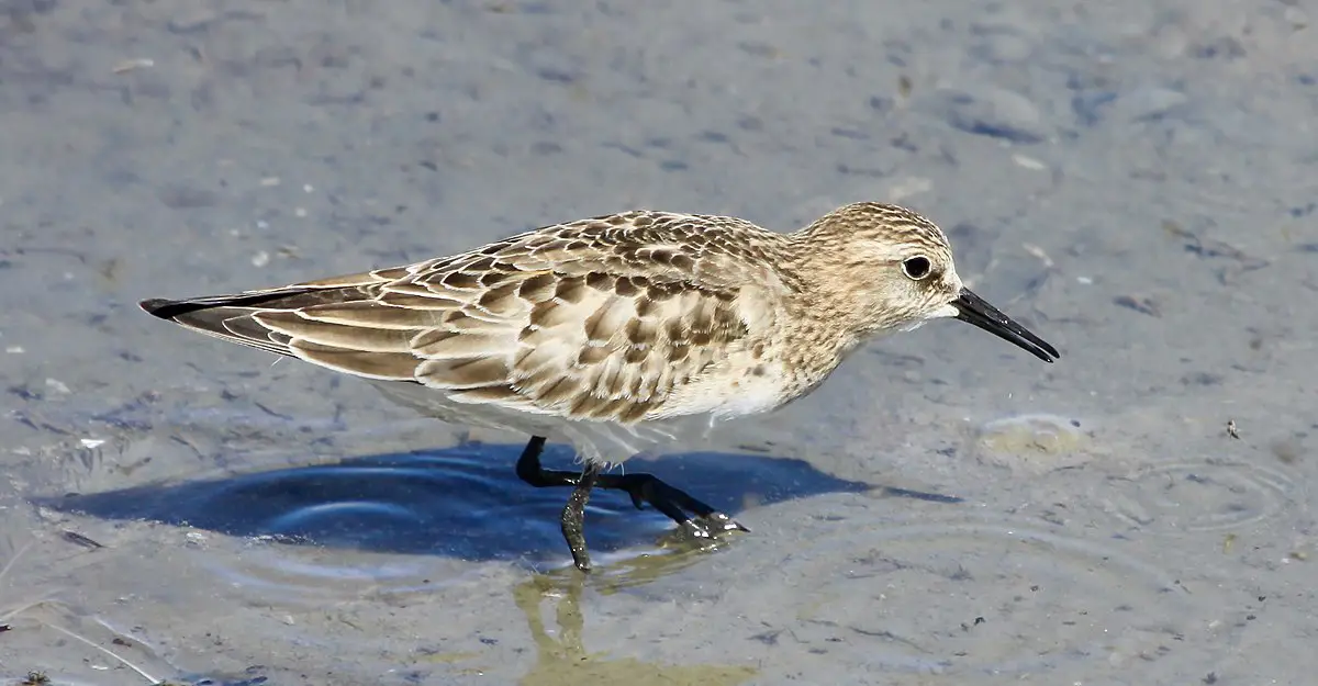 Baird'S Sandpiper