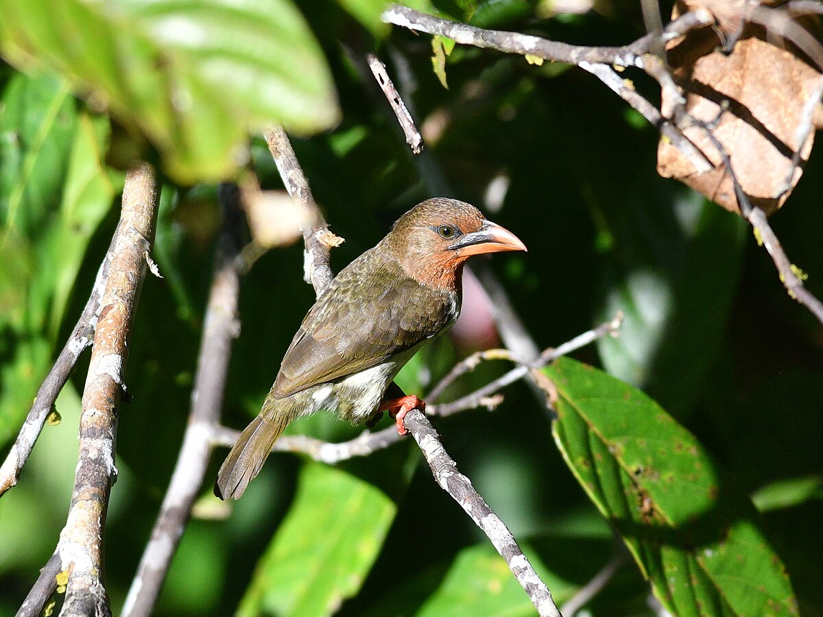 Brown Barbet