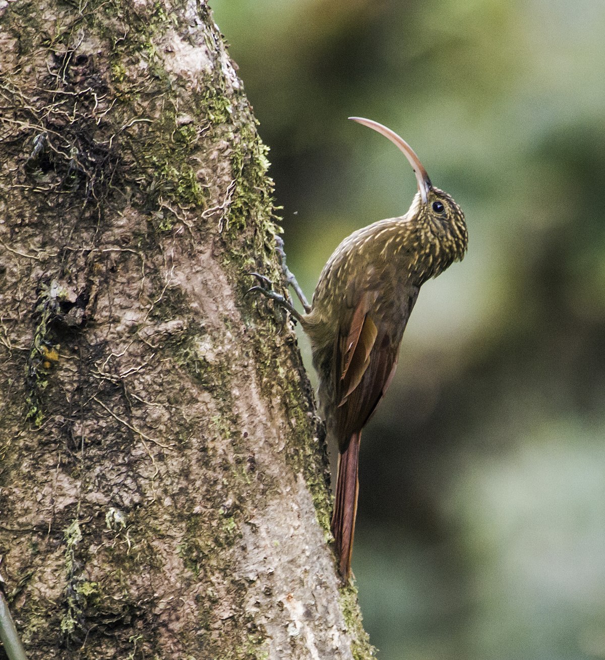 Brown-Billed Scythebill