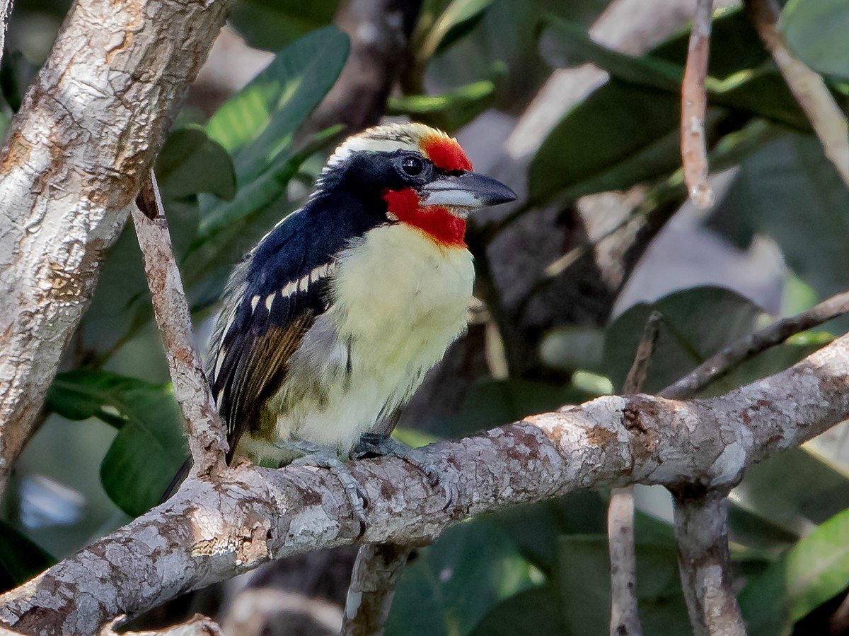 Black-Spotted Barbet