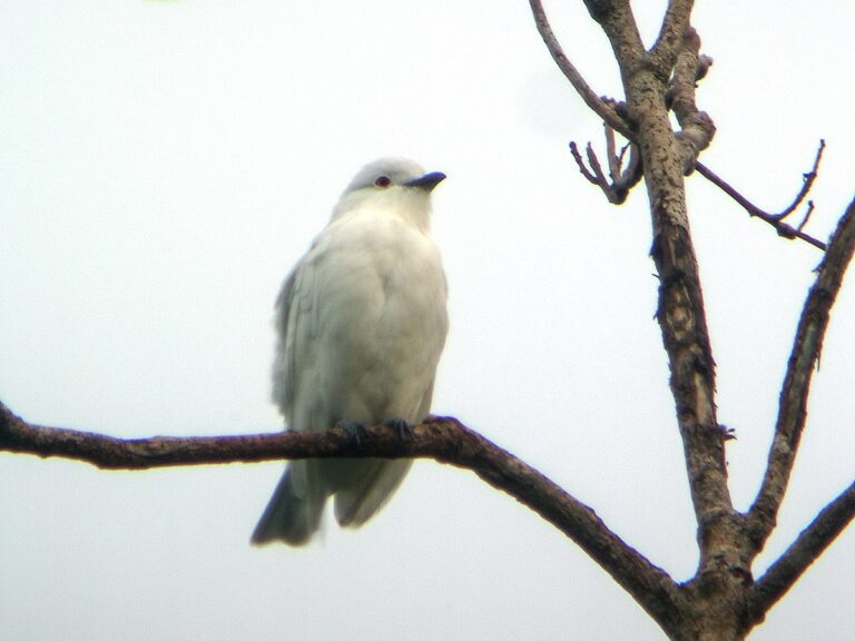 Black-Tipped Cotinga