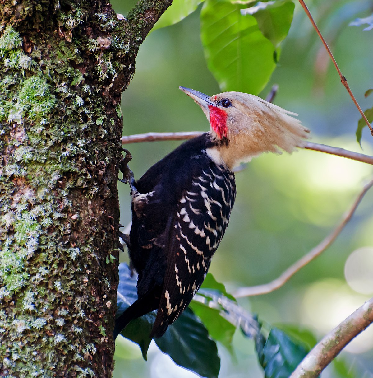 Blond-Crested Woodpecker