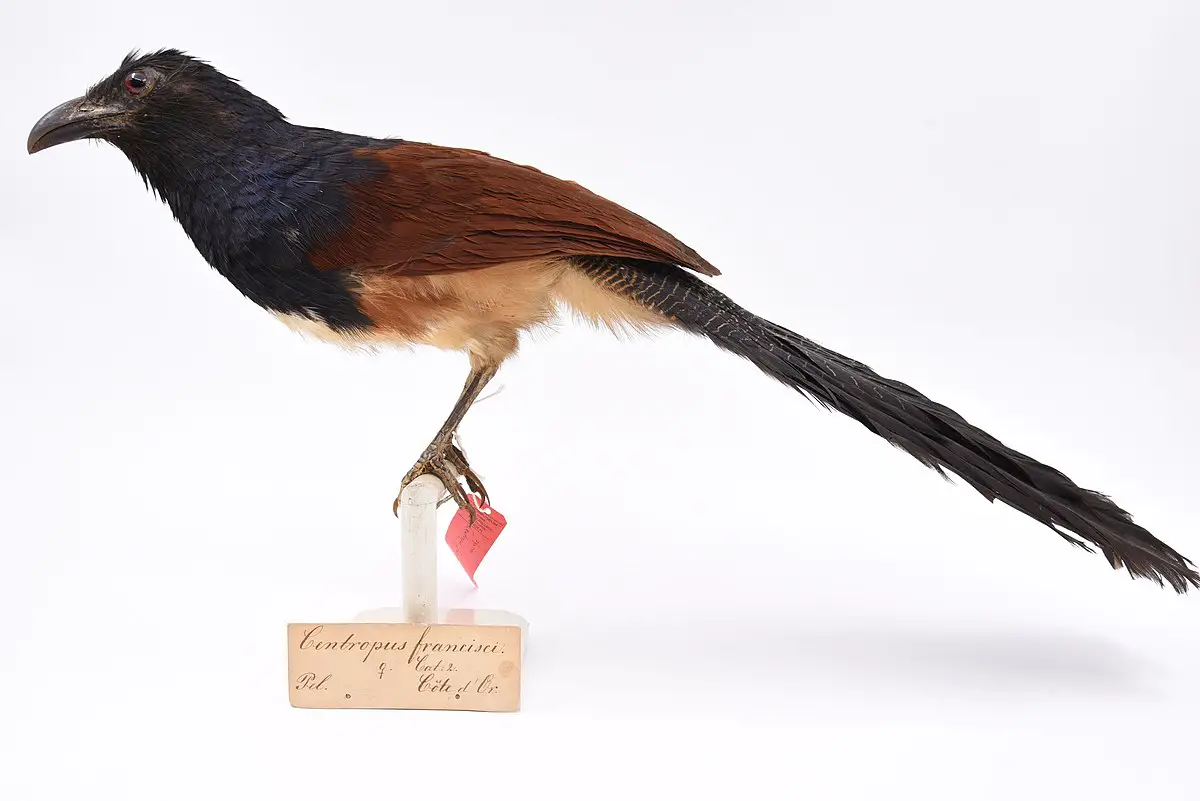 Black-Throated Coucal