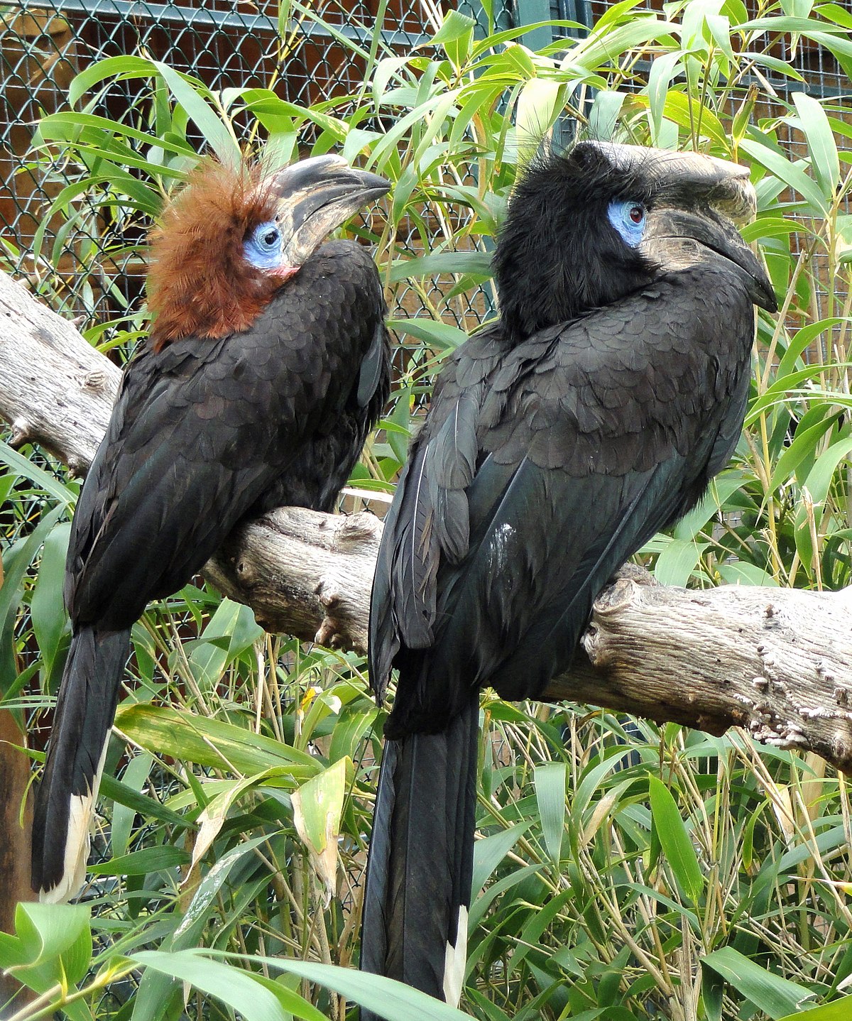 Black-Casqued Hornbill