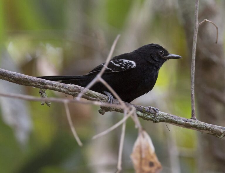 Bananal Antbird