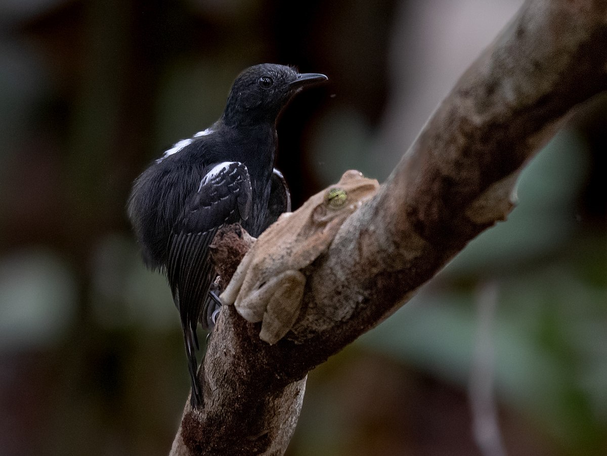 Black Antbird