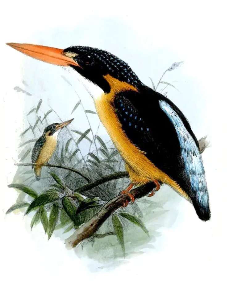 Buru Dwarf Kingfisher