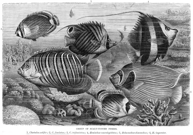 Butterflyfish