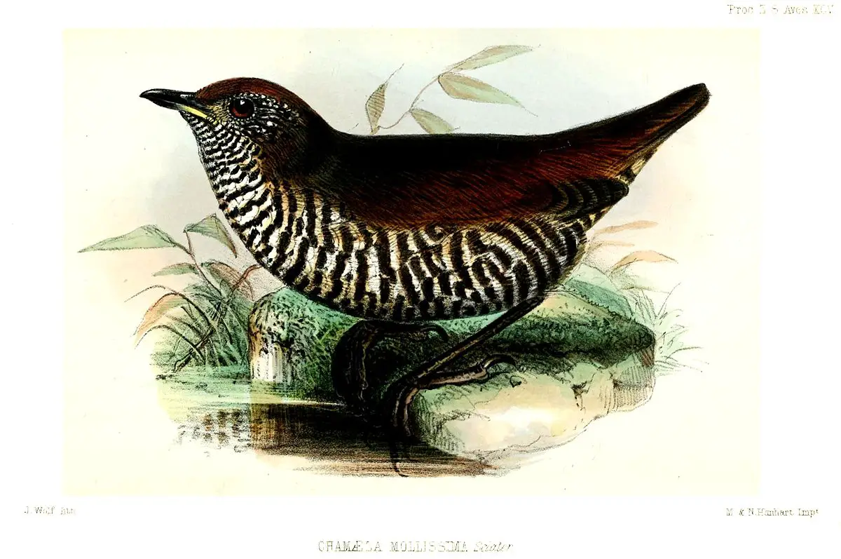 Barred Antthrush