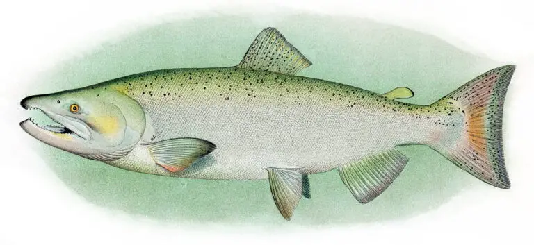 Chinook Salmon