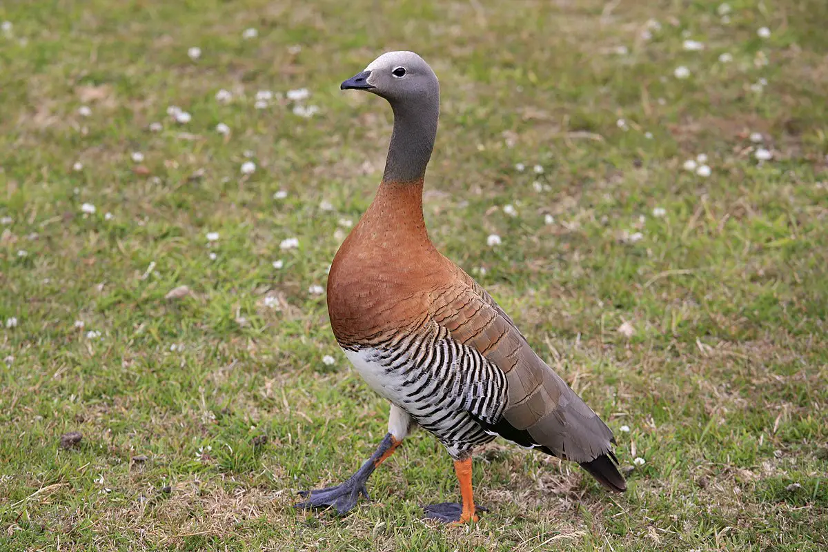 Ashy-Headed Goose