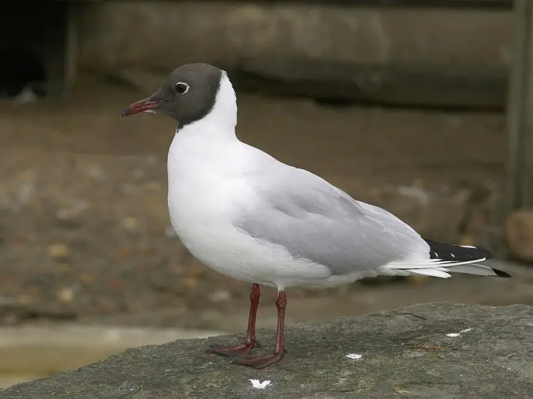 Black-Headed Gull