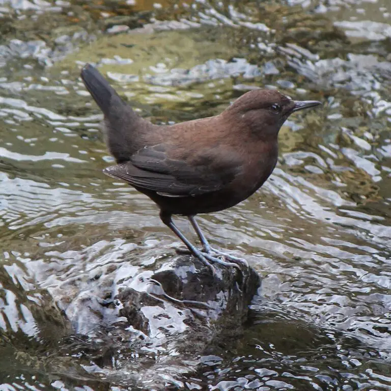 Brown Dipper